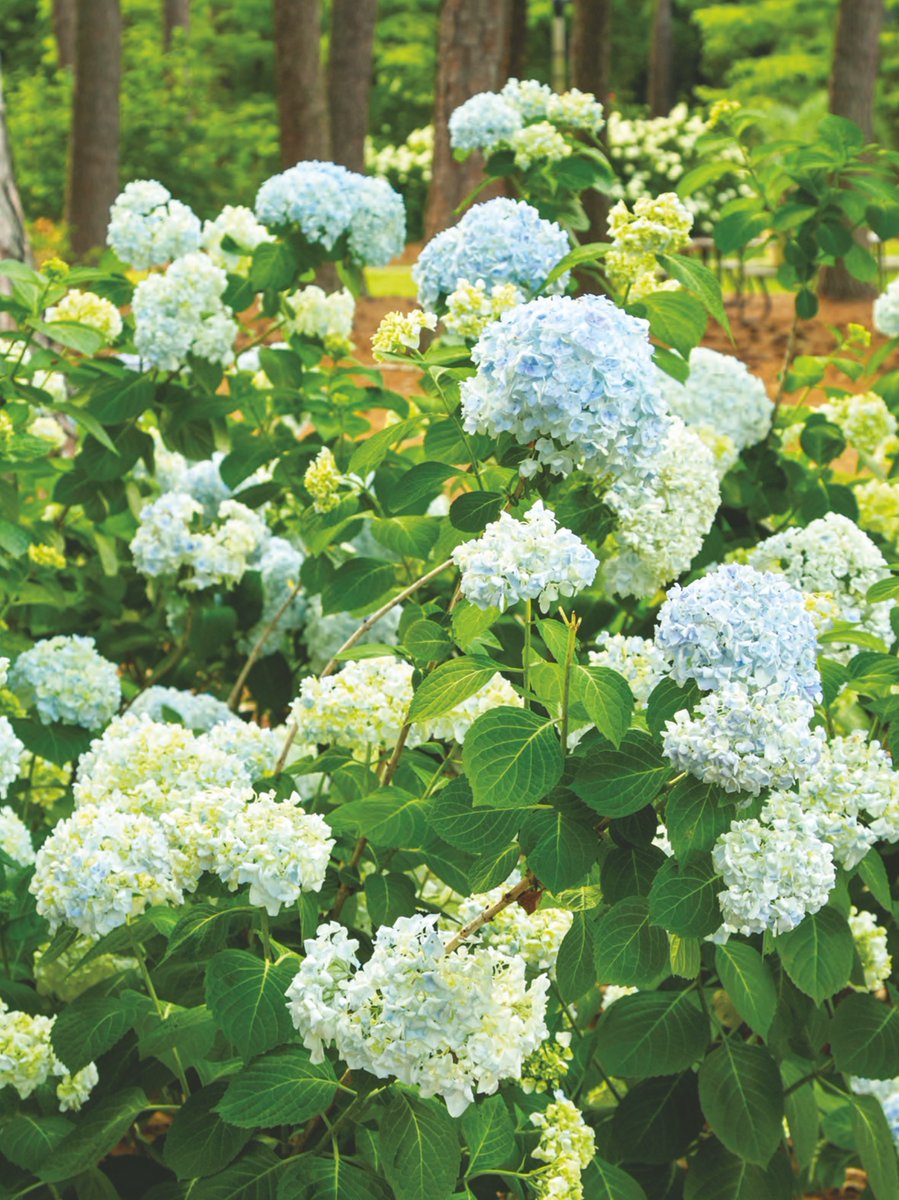 They're so pretty it's hard to believe they're even real. They're hydrangeas and are believed to represent heartfelt feelings, persistence, and thankfulness for being accepted.” 
—Heather Webber, author

#southernladymag #hydrangeas #southernflowers #bluehydrangeas