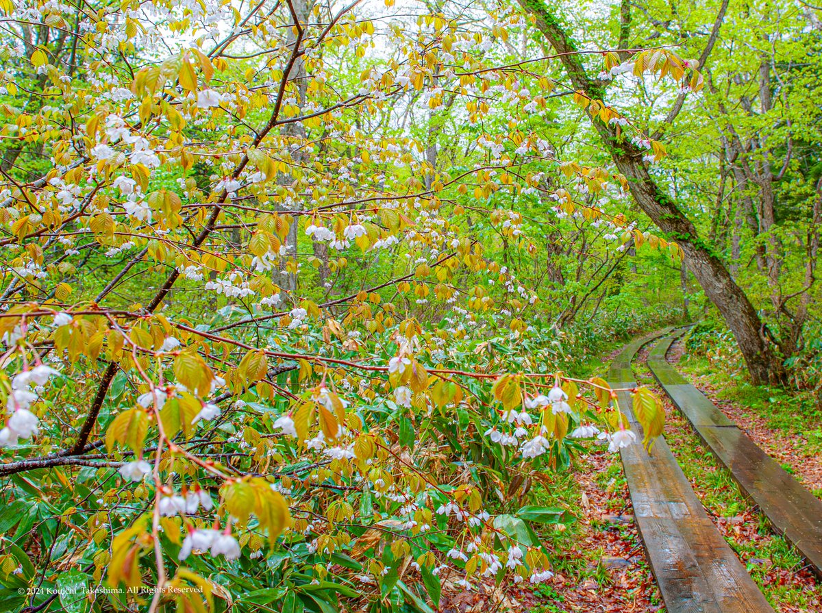 「尾瀬国立公園」　ミネザクラ「峰桜」 6月上旬まで尾瀬ヶ原では桜が見頃です✨ 本名はタカネザクラ「高嶺桜」ですが 尾瀬の山岳地帯ではミネザクラと言われます🍀 ＃nature #自然
