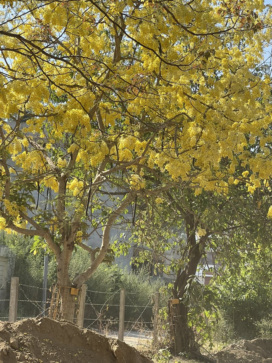 #amaltas #laburnum #FlowersOnX #morningwalk 

#Gurdaspur