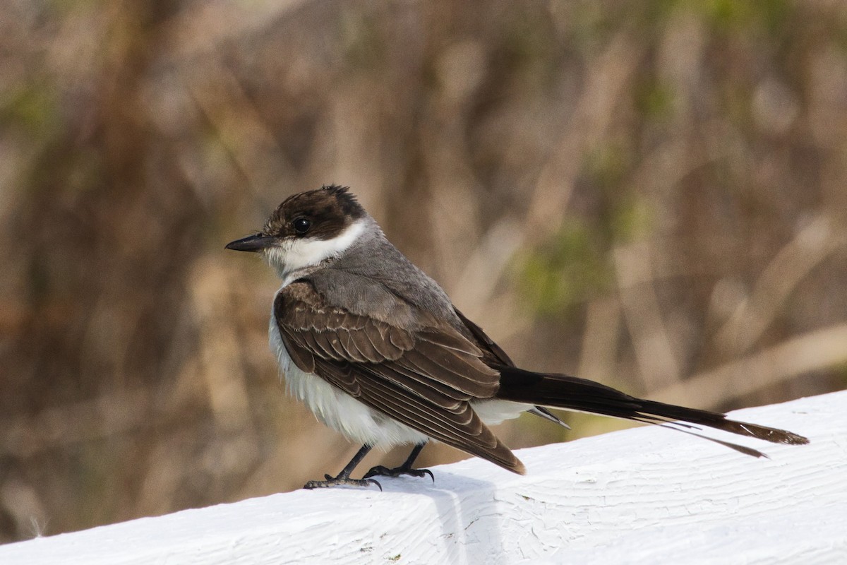 A Fork-tailed Flycatcher has just been confirmed in New Brunswick, Canada (CODE 3) ebird.org/checklist/S177… Photo: NBBird Records #ABARare #birding