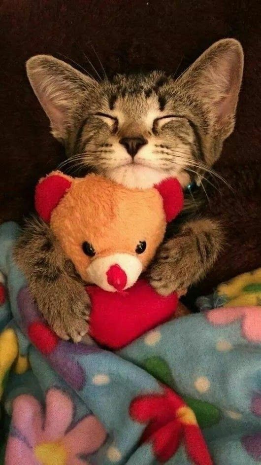 Goodnight Everyone.. 
Sleep Peacefully... 
Have Sweet Dreams of 
#kittens 
#cats
#SundayVibes 

MeowOut...........