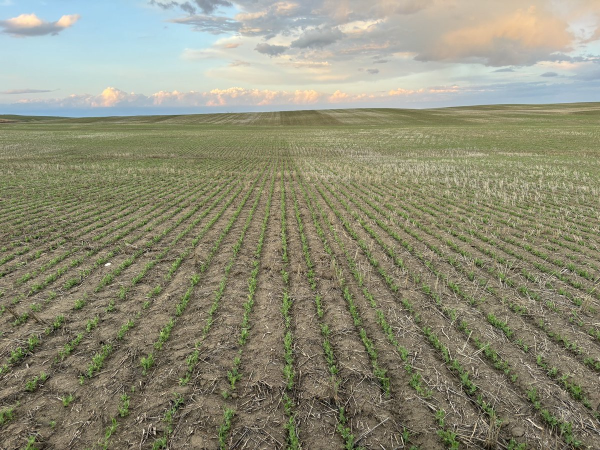 Ok #agtwitter checking peas for early incrop, basically no weeds, should we skip the odyssey and maybe do a late grassy spray with a fungicide?