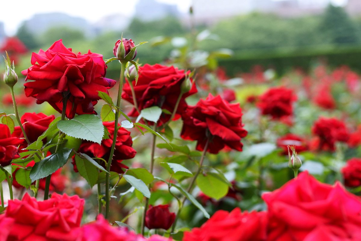 東京から離れる前に、赤い薔薇の園に行ってきました🌹🌹🌹🌹🌹