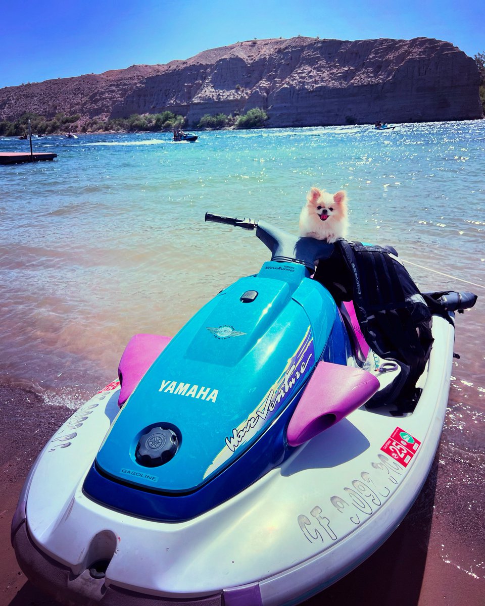 _YES7_'s tweet image. just vibing #pomeranian #doglovers #nevada #laughlin #aubrey