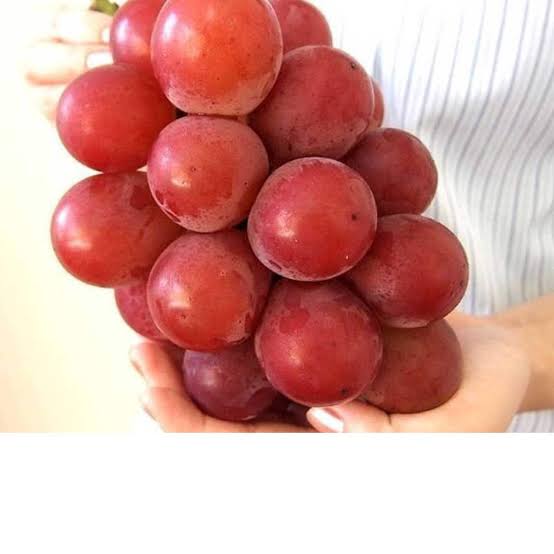 YuneetBisen's tweet photo. Have you heard of the Ruby Roman grapes? These Japanese grapes can cost up to $11,000 USD per bunch! They're prized for their size, sweetness, and perfect appearance. 🍇 #RubyRoman #LuxuryFruit #Japan #ExpensiveTaste https://t.co/Nlh8UmYKxE