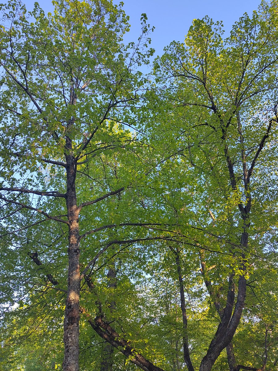 Puistofilosofia's tweet photo. Voiko ihanammin päivän enää alkaa, onko ihanampaa aamua kuin tää... 🎶😊🙏❤

XIV #Puistofilosofia-viikon 16.-20.7.2024 sydän, #Ikaalinen'n Keskuspuisto, on saanut kesäloisteensa. Heinäkuussa täällä harrastetaan sinisiä ajatuksia. 😍

Sydämellisesti tervetuloa mukaan! 😊🙏❤ https://t.co/ybTUvo1XXL