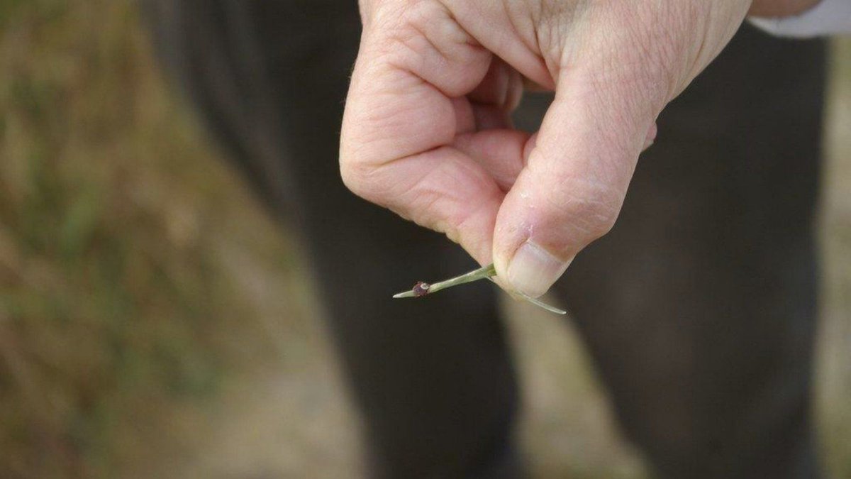 sdnpa's tweet photo. This is a mini-beast we're not huge fans of.
Most tick bites are harmless but some do carry Lyme disease so itโs important to remove them safely & be aware of symptoms.
You can find advice & information from the NHS ๐๐ฟ https://t.co/cTm9XJgV3o
#SouthDowns #TickAware https://t.co/5cg2q7r0tR