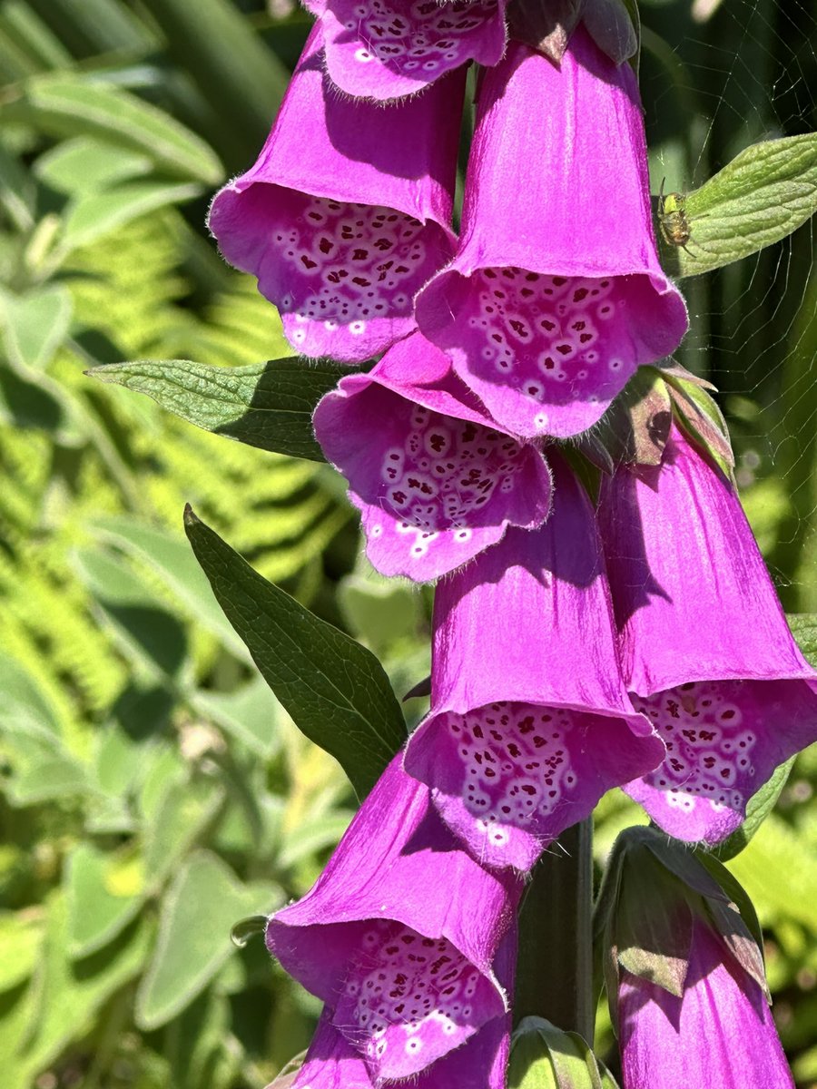 Good morning happy Monday everyone, hope the bank holiday is filled with positive vibes and happy smiles.  Have the best day possible wherever you are 😊 #MagentaMonday Foxgloves on a sunny day #BankHoliday #BeKindAlways  @X