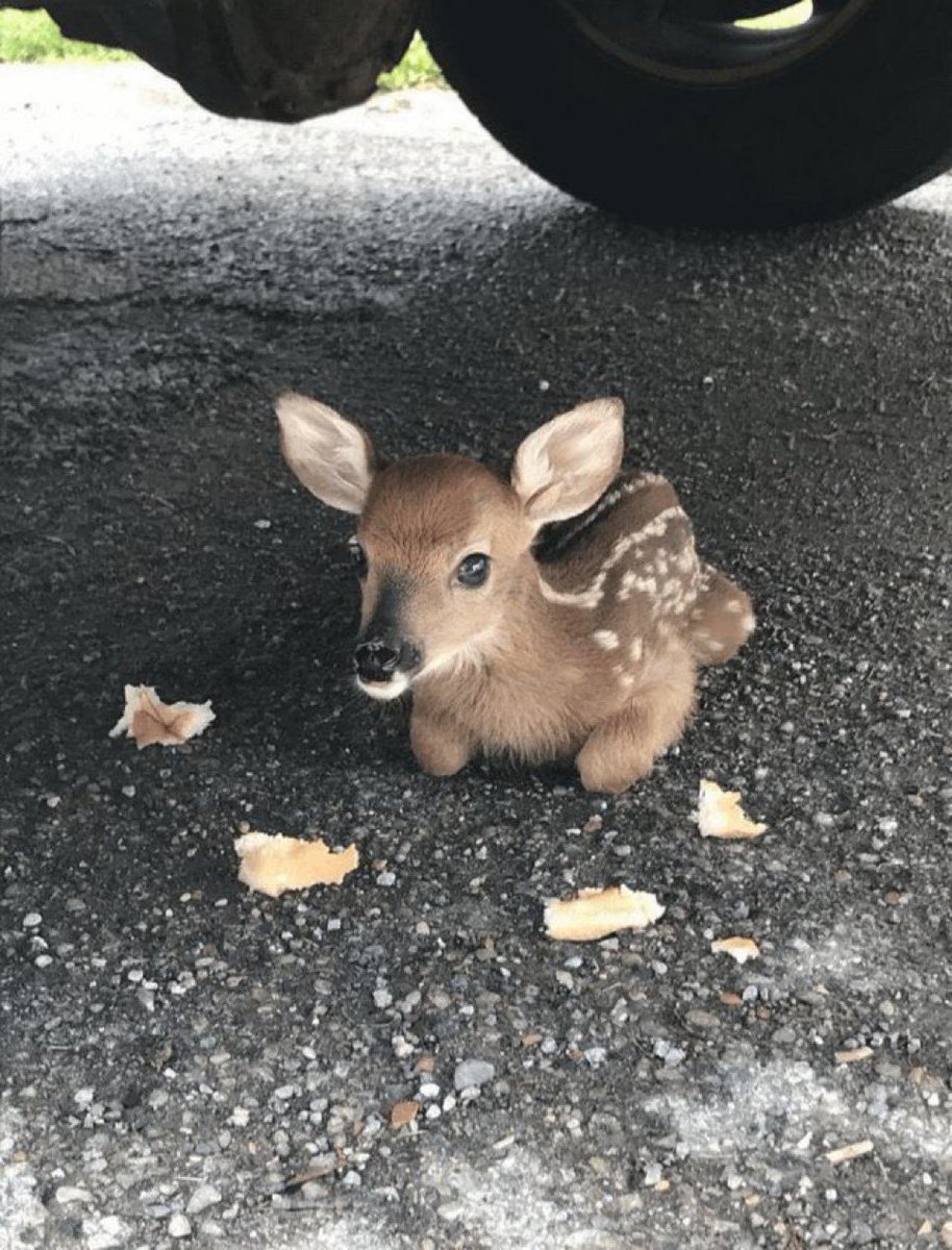 鹿の赤ちゃん かわいい😊