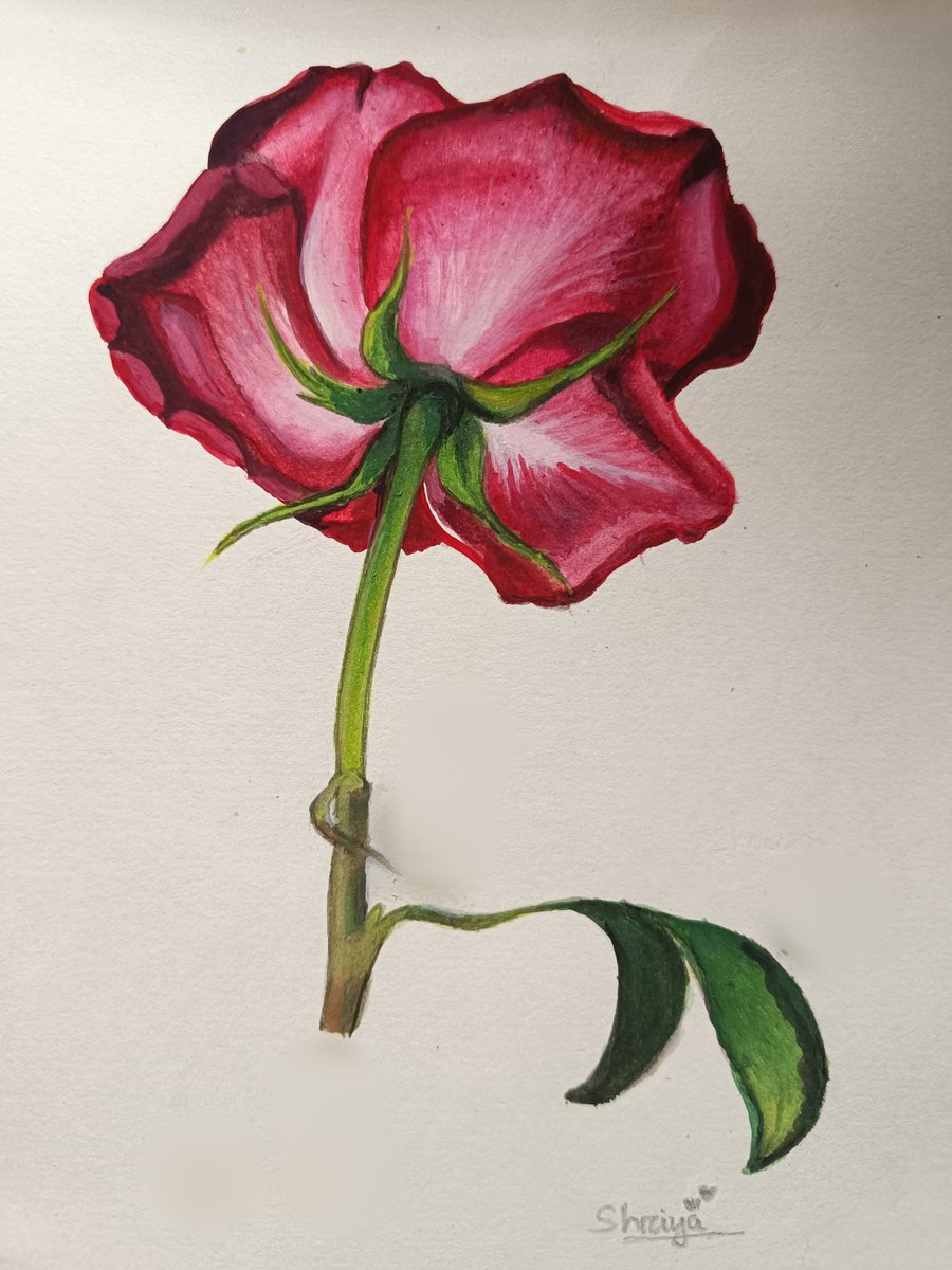 Hi friends 
My full done artwork is here🎨🖌️
'Blooming Red Rose' 
With gouache colours 
Looking realistic 😍
I'm so so happy with this outcome 💕
Follow
Like
RT

#art #artshare #artmoots #artmutuals #artraffle #ArtofLegend 
#TwitterSpace #twt #redrose #painting