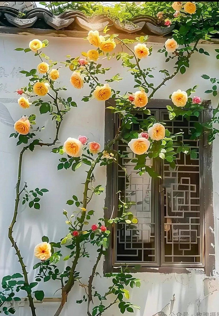 Sky15022010's tweet photo. Happy new week 🌹 to all https://t.co/teLH5c8BKc