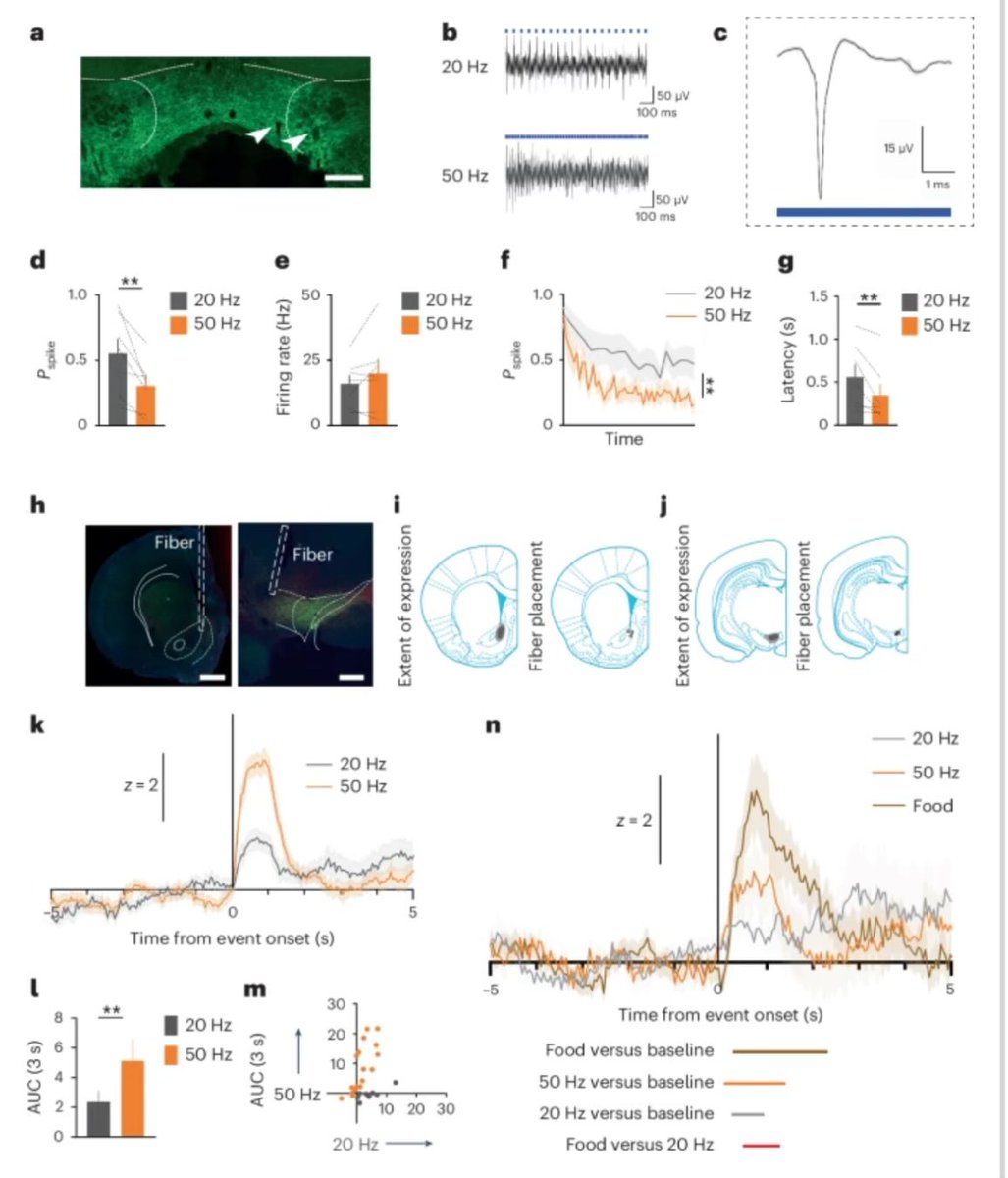 Day to day moments that make you go 🤔: ‘edge cases’ or ‘prediction errors’ (red dress lady in The Matrix) are represented as activity of dopamine neurons in the midbrain. The frequency dependence of this effect is due to the rate (not the number) of action potentials produced by