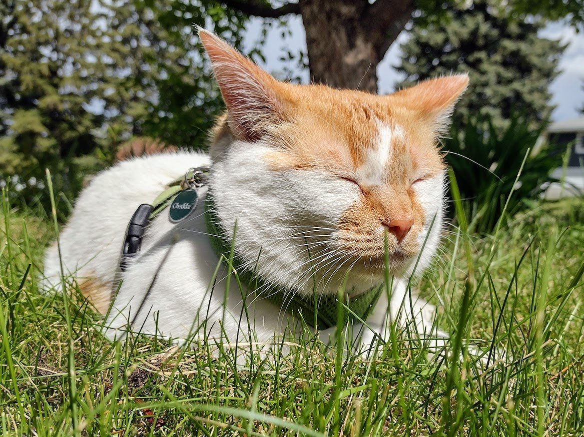 FartyCheddarCat's tweet photo. After days of all clowds
Making eberyfing gway
Sunbeam unhid
And da clowds went away

As da warm dwies da wet
I go finds a nice spot
Ware sunbeam gibs kissys
And makes my fur hot

#CheddarPoetry #Sunbeam #AfterDaRain #StillNoFin https://t.co/77CcvUOEmr