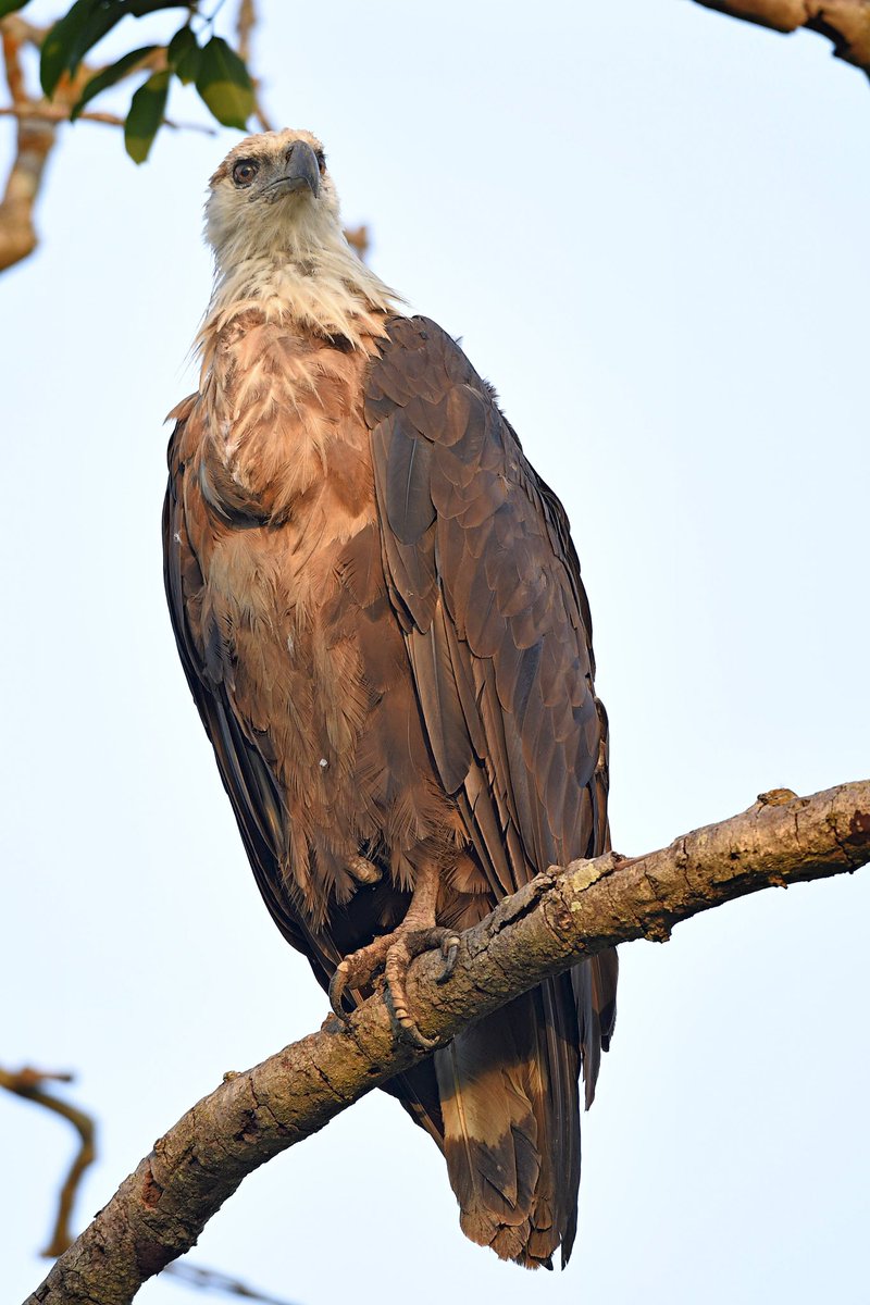 Good morning!
Pallas's fish eagle

#corbett
#eagle
#birdphotography 
#birdwatching
#rathikaramasamy