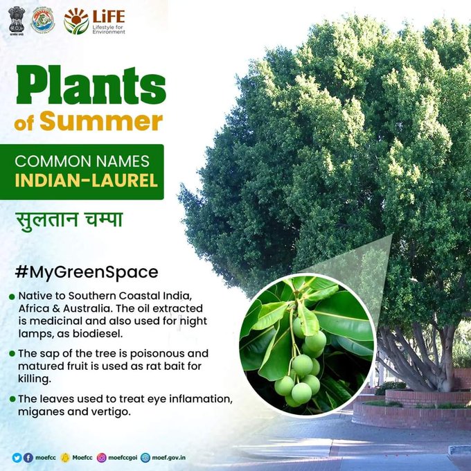 #ChooseLiFE #MissionLiFE @moefcc
Plants of Summer
COMMON NAMES :- INDIAN-LAUREL सुलतान चम्पा 
#MyGreenSpace