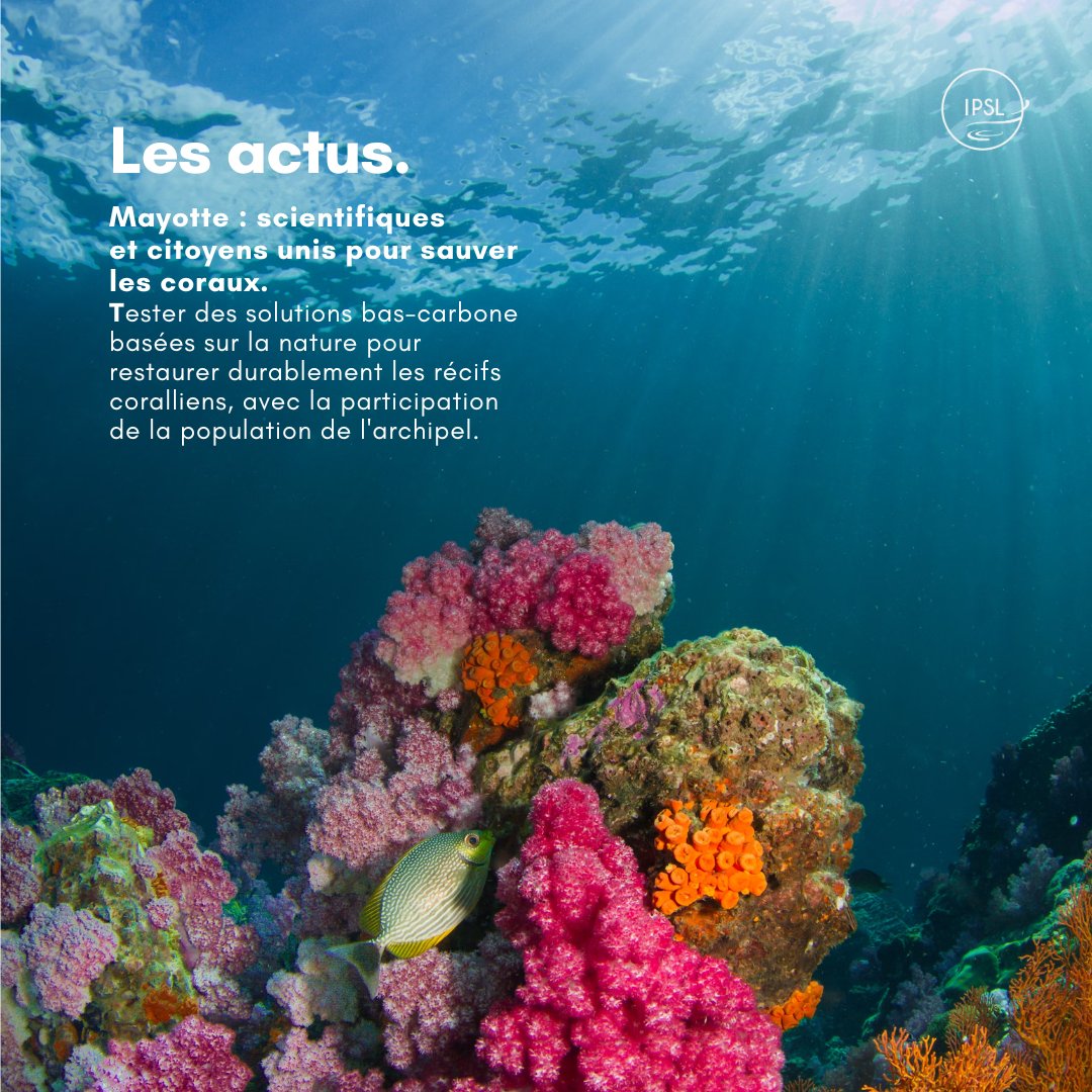 #LesActusIPSL 🐚 🌡️ Le blanchissement : une menace majeure pour les récifs coralliens qui abritent 25 % de toute la biodiversité marine. tinyurl.com/bdp8m3zu Aline Tribollet #LOCEAN_IPSL @CNRS_INSU @Sorbonne_Univ_ @ird_fr @Le_Museum