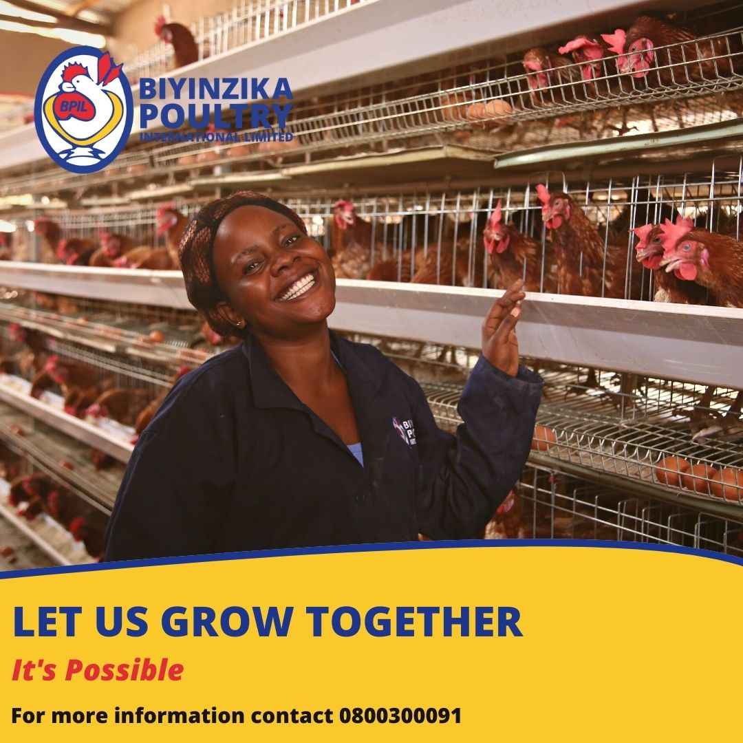 Dear Valued Customers, we hope you have a great week filled with possibilities.
For inquiries about our products and services, contact us on our toll-free number 0800300091 or info@biyinzika.co.ug
#biyinzikapoultry #PoultryIndustry #poultryfarming
