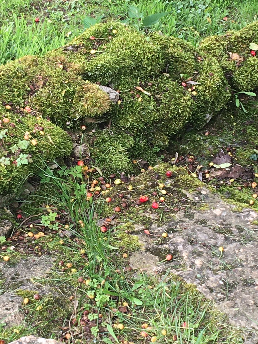 Ici, les cerises commencent à rougir, le vieux cerisier qui s’était reposé l’an dernier, a fait de très gros efforts…
Mais les pies sont voraces…
Elles s’en donnent à cœur joie 
Bonheur
Plaisir 
Et volupté pour elles 😉😉
#BourgogneFrancheComté
#Yonne