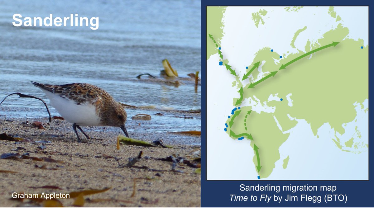 Lovely pics of summer plumage Sanderling on Twitter/X this week! This #Icelandic bird is full of fat that will fuel the last leg of a journey that might have started as far south as South Africa and will end in Greenland. Blog about Sanderling migration: wadertales.wordpress.com/2019/10/04/tra…