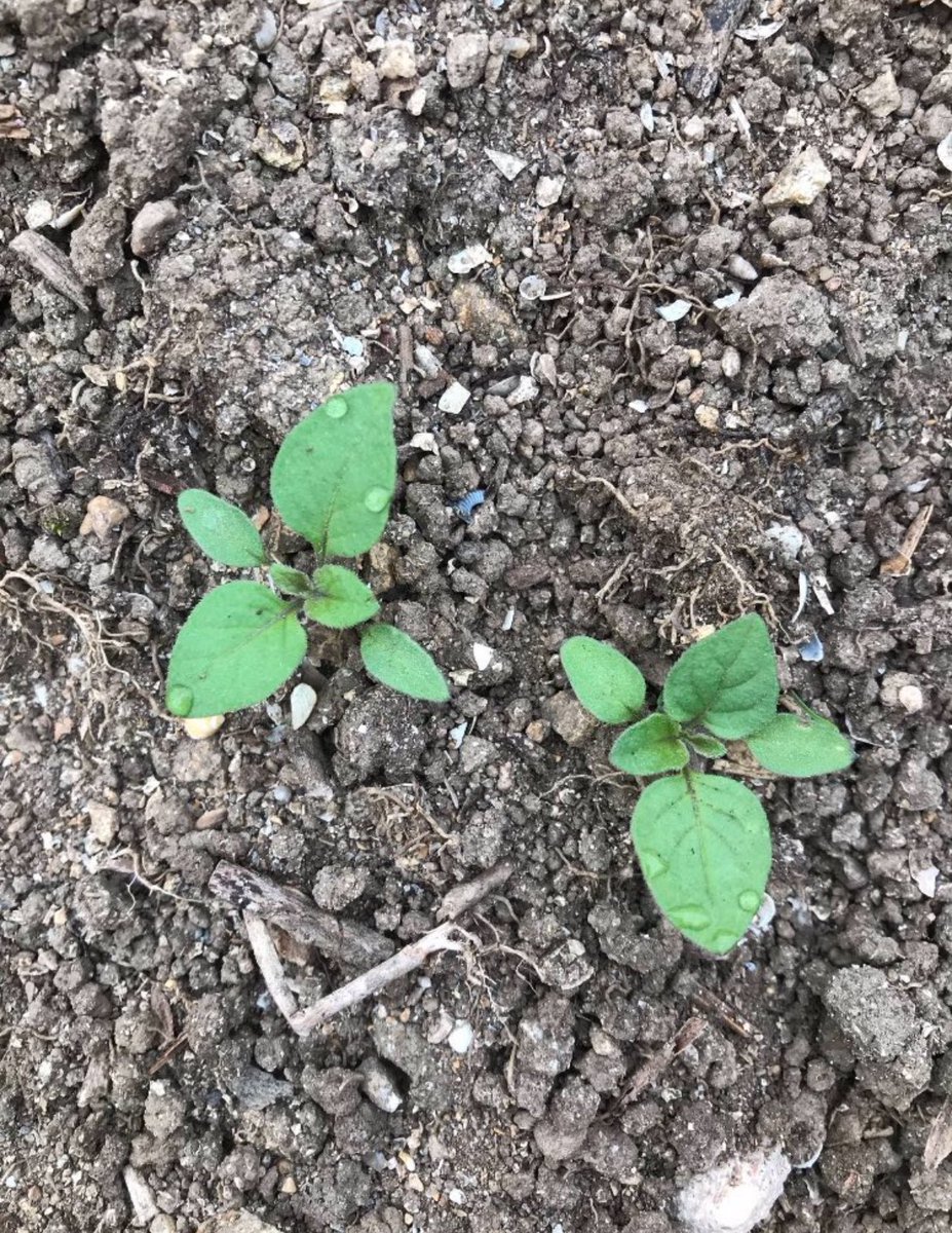 Emmanuel LEDUC tweet media