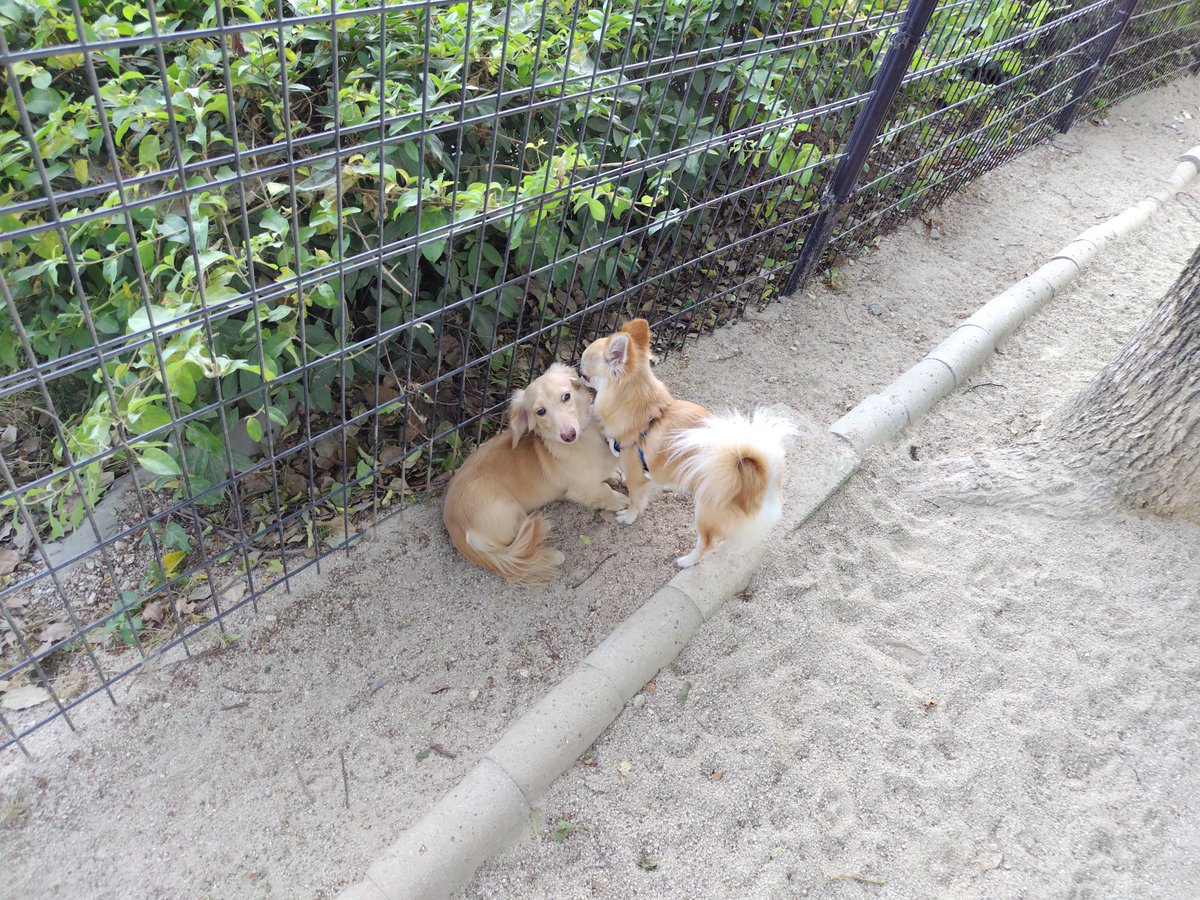 お無沙汰になってしまったけど元気です🐾
もうすぐかぐら1歳　むぎまる2歳になります。
#柴犬
#ミニチュアダックスフンド