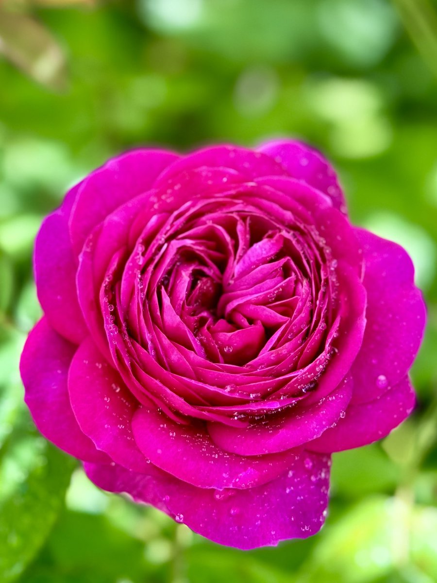 庭のバラ　 ハイディ・クルム・ローズが咲きました🥀 ドイツのモデル兼女優さんに捧げられたバラ🌹 ヴァイオレットピンクで大人っぽい魅力🩷花持ちも良いです✨ #バラ　#ハイディ・クルム・ローズ #TLをお花でいっぱいにしよう