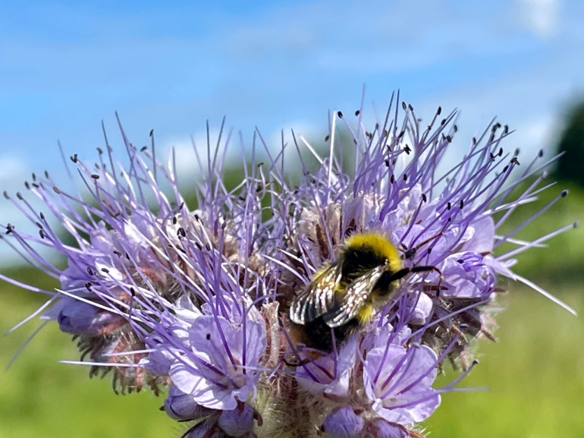 Have a great #BankholidayMonday. Bee happy! #loveukweather @metoffice @ChrisPage90 @WeatherAisling @itvanglia