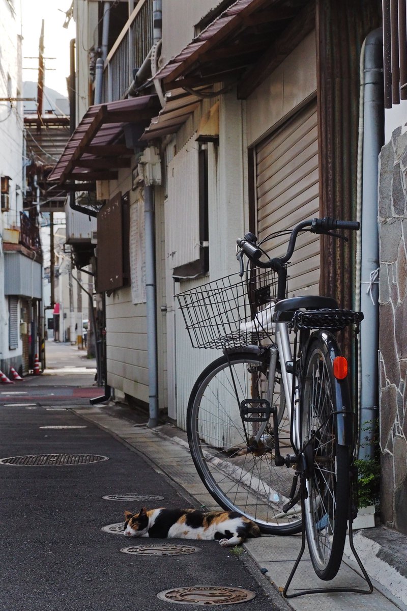 居眠り路地
#別府 #路地
#猫 #三毛猫 #外猫 #僕らの居場所は言わにゃいで #ペットショップにいくまえに