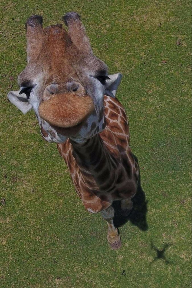 A drone picture taken of a very curious giraffe.