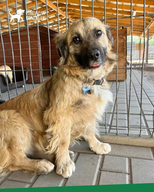 Dzień dobry,Kochani! Chciałbym poprosić Cię o pomoc w znalezieniu domku🙏🏡
Mam na imię Romek.Mam ok. 2 lata i ważę 16kg.
Całe swoje życie spędziłem w pralce i w kojcu.Tak, dobrze czytasz,mieszkałem w pralce,która służyła mi za budę.
Iłów (96-520) woj. maz.
tel. 728-267-534