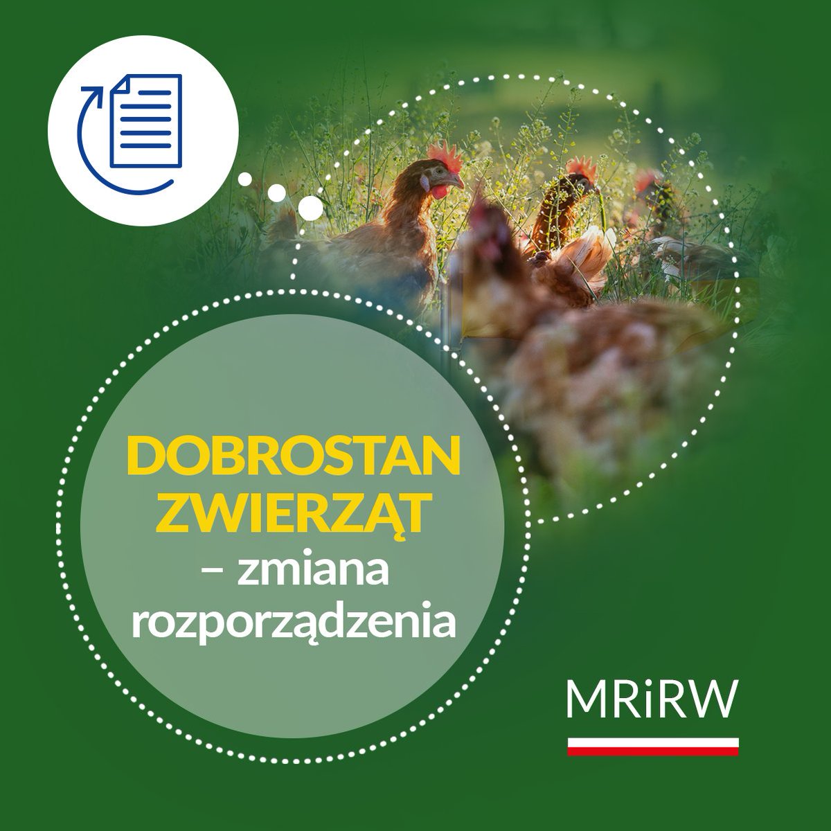 MRiRW_GOV_PL's tweet image. 📣Do konsultacji został przekazany projekt rozporządzenia dobrostanowego wydłużający okres na uzyskanie przez rolników certyfikatu potwierdzającego uczestnictwo w systemie jakości #QMP (dotyczy bydła mięsnego) lub #QAFP (dotyczy świń i drobiu rzeźnego). 

✅Wymogi systemów QAFP i…