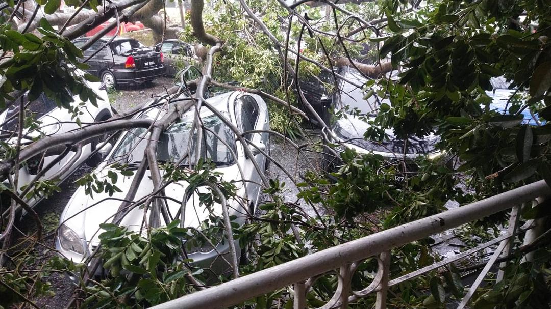 Tujuh kereta rosak teruk dihempap sebatang pokok di Taman Kinrara, Puchong, Selangor kira-kira 4 petang ini.

📸 JBPM Selangor