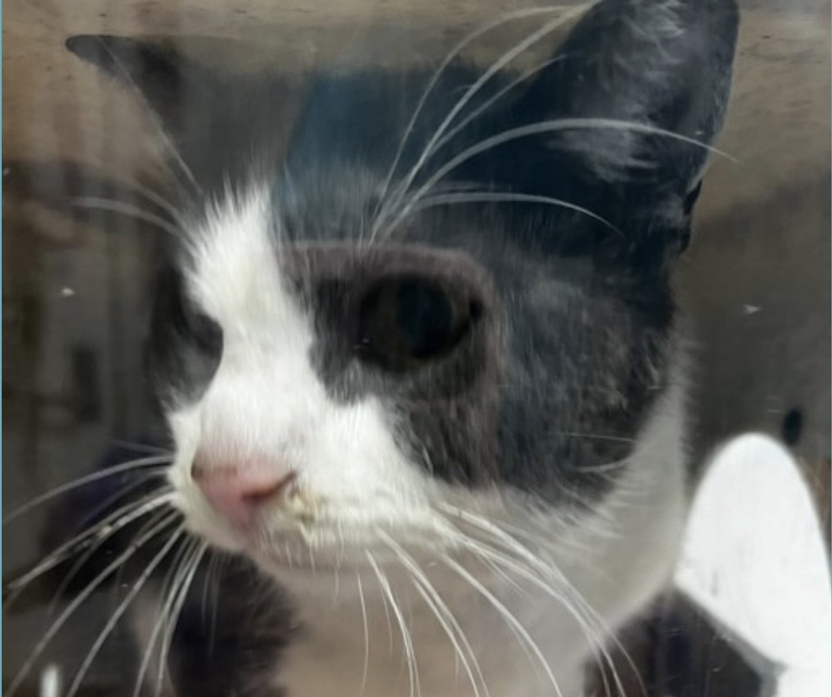 🆘🆘 For Paws 10 yo in Brooklyn ACC 🆘🆘 🔥 Senior Alert 🔥 Only 75 usd of pledges for him 🆘🆘😿 with 🚨MEDICAL PRIORITY 🚨 🏥 👉GALLOP RHYTHM... PROGNOSIS : GUARDED TO FAIR 😿💔🙏🆘 Client stated she found Paws in a box outside her apartment. Client said she waited and