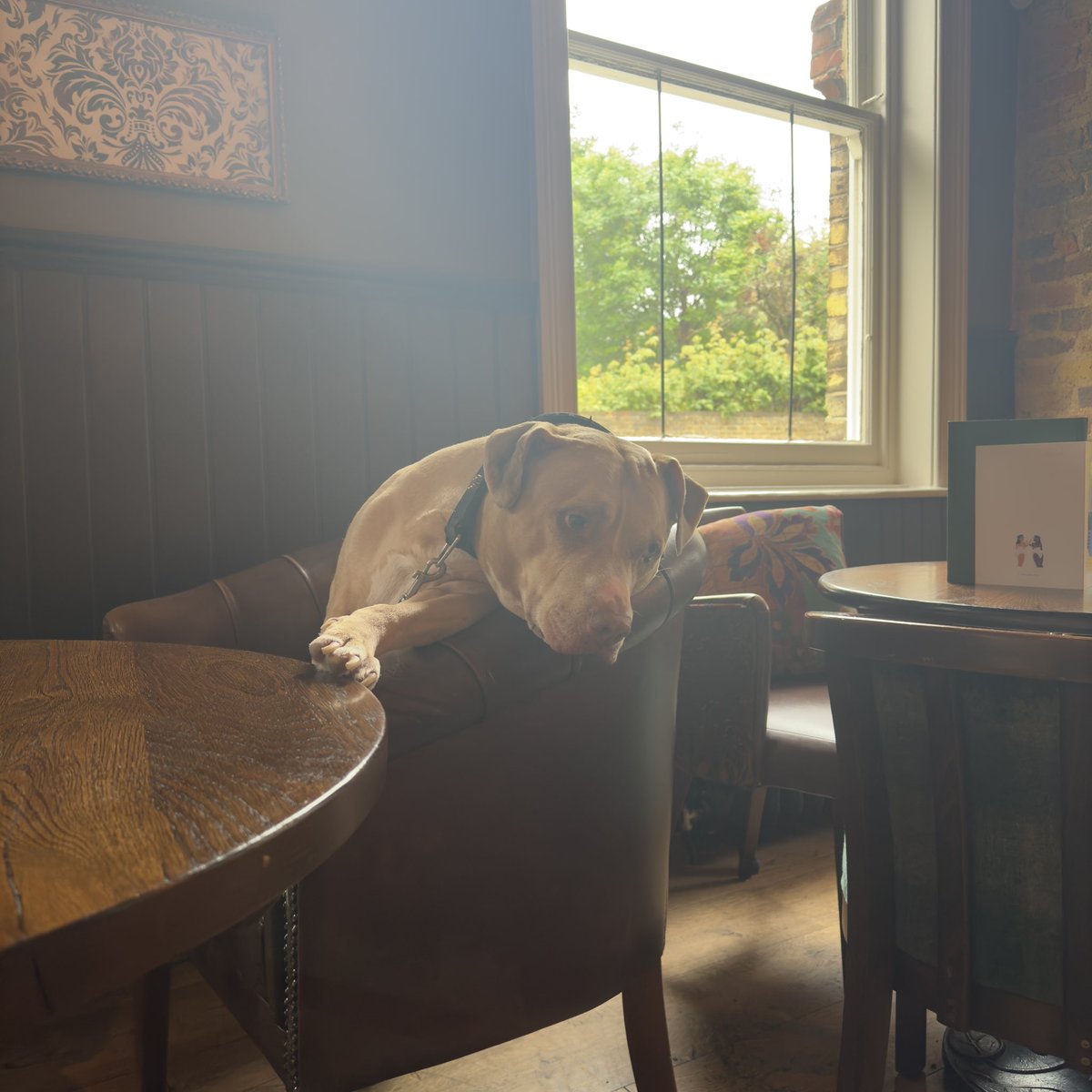 If Monday was a mood 

Why not pop down for a spot of lunch? And even say hey to Keizer one of our resident pub dogs 

@youngspubs 

#pubdog #mondays #SELpubs #londonpubs #beergarden #beer