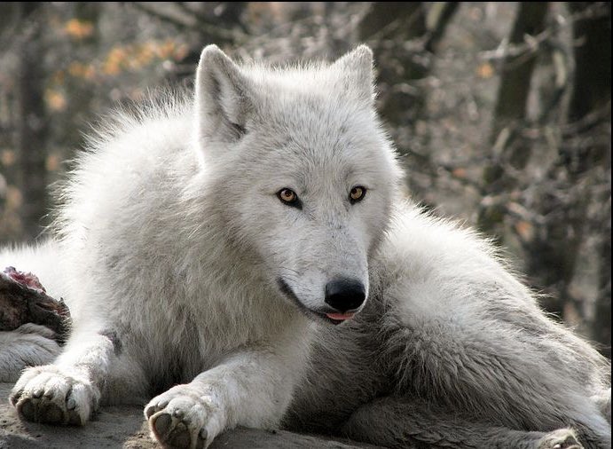WOLF LOVERS (@wolfrescues22) on Twitter photo 2024-05-27 09:48:52