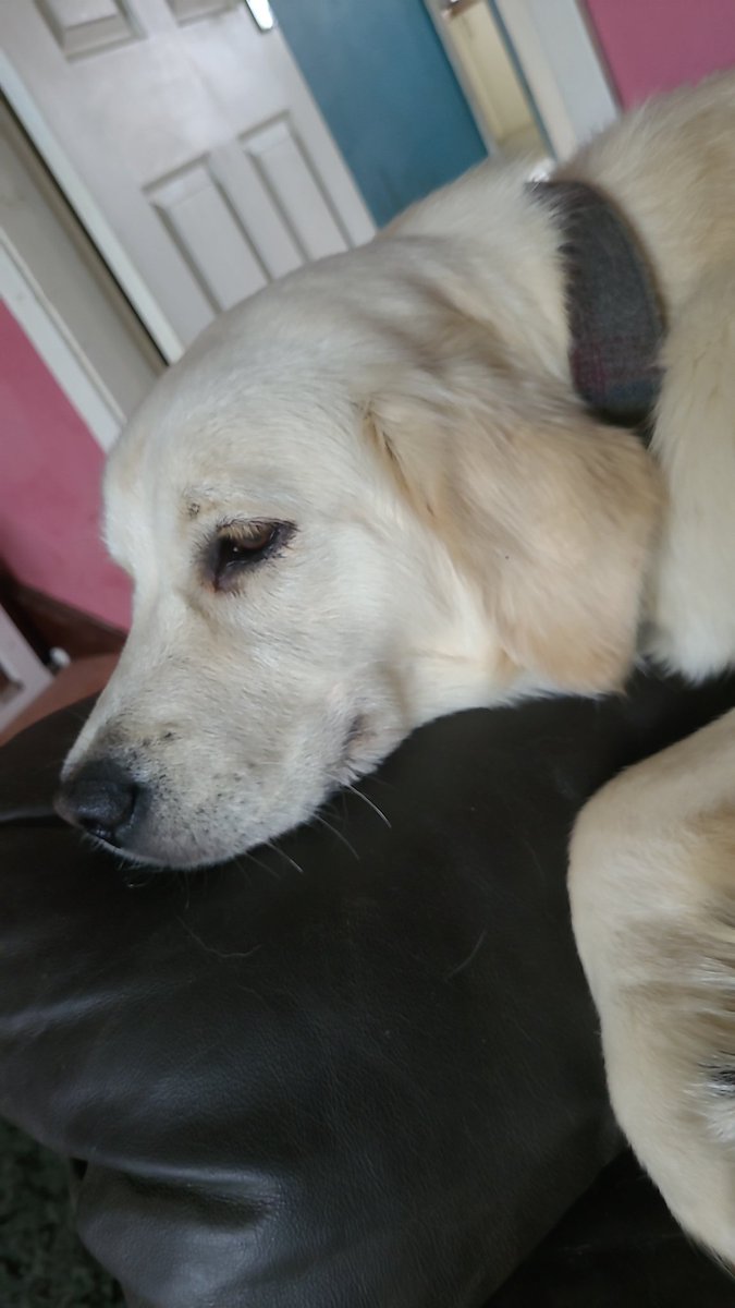 Dolly is hoping for #birthdaycake from Rosco today! #puppies #goldenretrievers