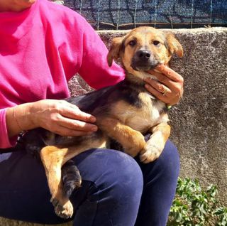 (Cosenza) ESTER giovane, dolce cagnolina sogna una famiglia meticcia , Cane Femmina: Ester, pochi mesi di vita ma passati in un girone infernale per quanta è la paura che traspare dal suo sguardo. Trovata mentre rovistava tra la spazzatura, affamata e… dlvr.it/T7Rwzt