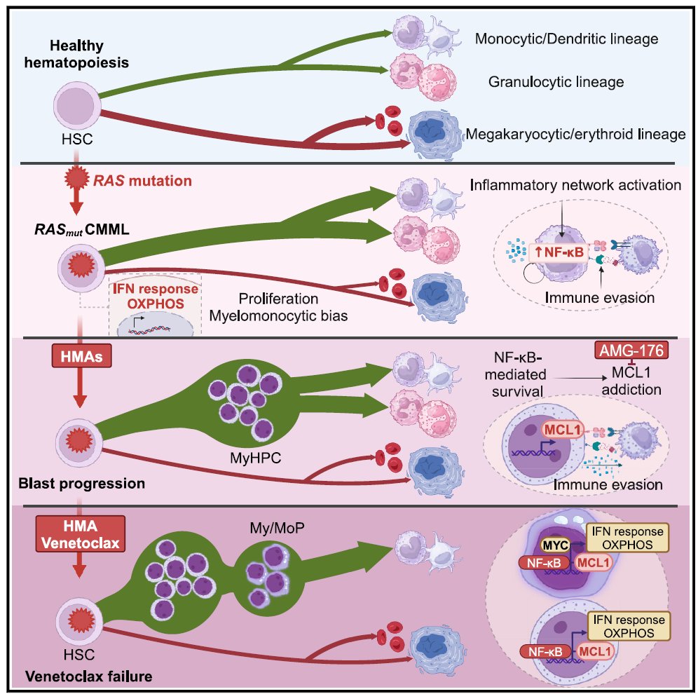 Targeting MCL1-driven anti-apoptotic pathways overcomes blast progression after HMA failure in chronic myelomonocytic leukemia doi.org/10.1016/j.xcrm… #CMML #MDSsm #MPNsm