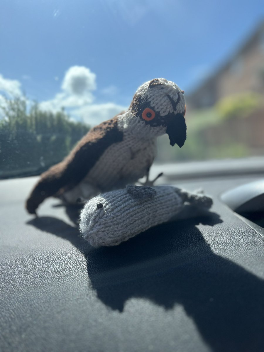 Taking Monty the Osprey on a trip to see the three chicks at @DyfiOspreys