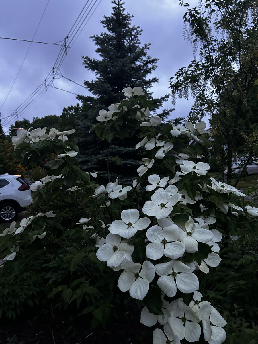 Up early for Day 1 of the @camhfoundation Sunrise Challenge to raise funds for important research of mental illness and care. I’d be grateful for any support you can provide. A little cloudy today but the spring blooms brighten the morning! give.camh.ca/site/TR/Events…