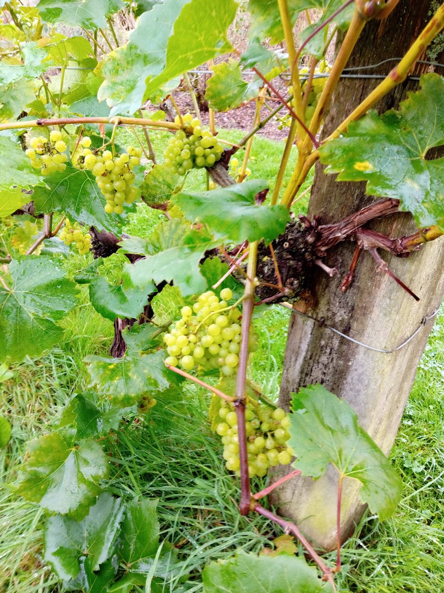 #AlphabetChallenge #WeekV V is for Vineyard. Lots of vines = lots of wine. 🍷