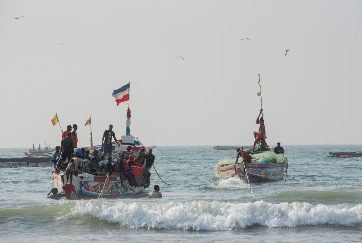 CAOPA Afrique (@afriquecaopa) on Twitter photo 🎣 This #ResistanceDay, let's celebrate African small-scale fisheries that feed millions, preserve marine ecosystems and embody age-old traditions.
Honour these heroes of the sea by sharing your stories and photos in comments💪.
<a href="/SSF_Nicole/">Nicole Franz</a> <a href="/SSFHub/">Small-Scale Fisheries Resource & Collaboration Hub</a> <a href="/NdiagaGueye3/">Ndiaga Gueye</a> 🎣 This #ResistanceDay, let's celebrate African small-scale fisheries that feed millions, preserve marine ecosystems and embody age-old traditions.
Honour these heroes of the sea by sharing your stories and photos in comments💪.
<a href="/SSF_Nicole/">Nicole Franz</a> <a href="/SSFHub/">Small-Scale Fisheries Resource & Collaboration Hub</a> <a href="/NdiagaGueye3/">Ndiaga Gueye</a>