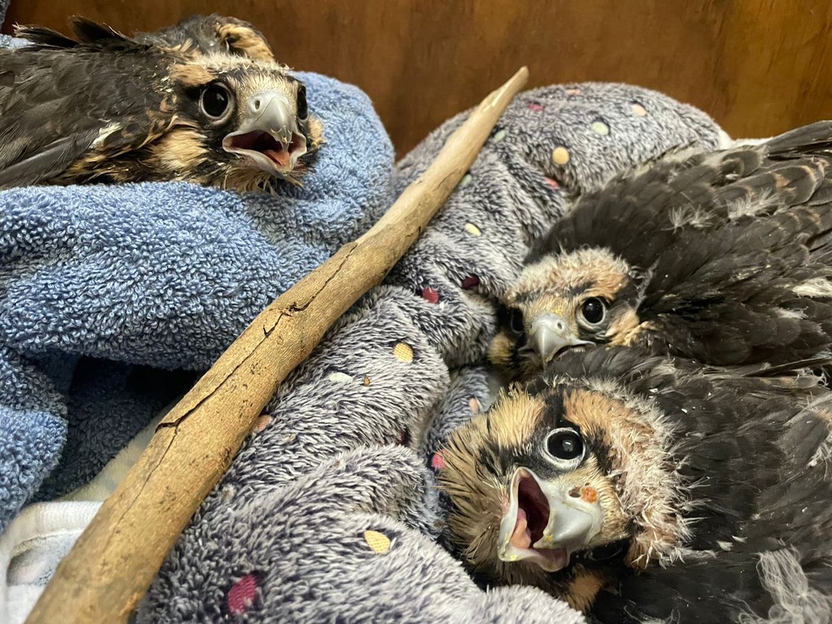 🐦 🐦 🐦 These lanner falcon fledglings were rescued from the bushmeat trade when a keen birder observed their nest being raided 🪺 

🪶 After a successful period of rehabilitation, all three birds have now been released back into the wild.