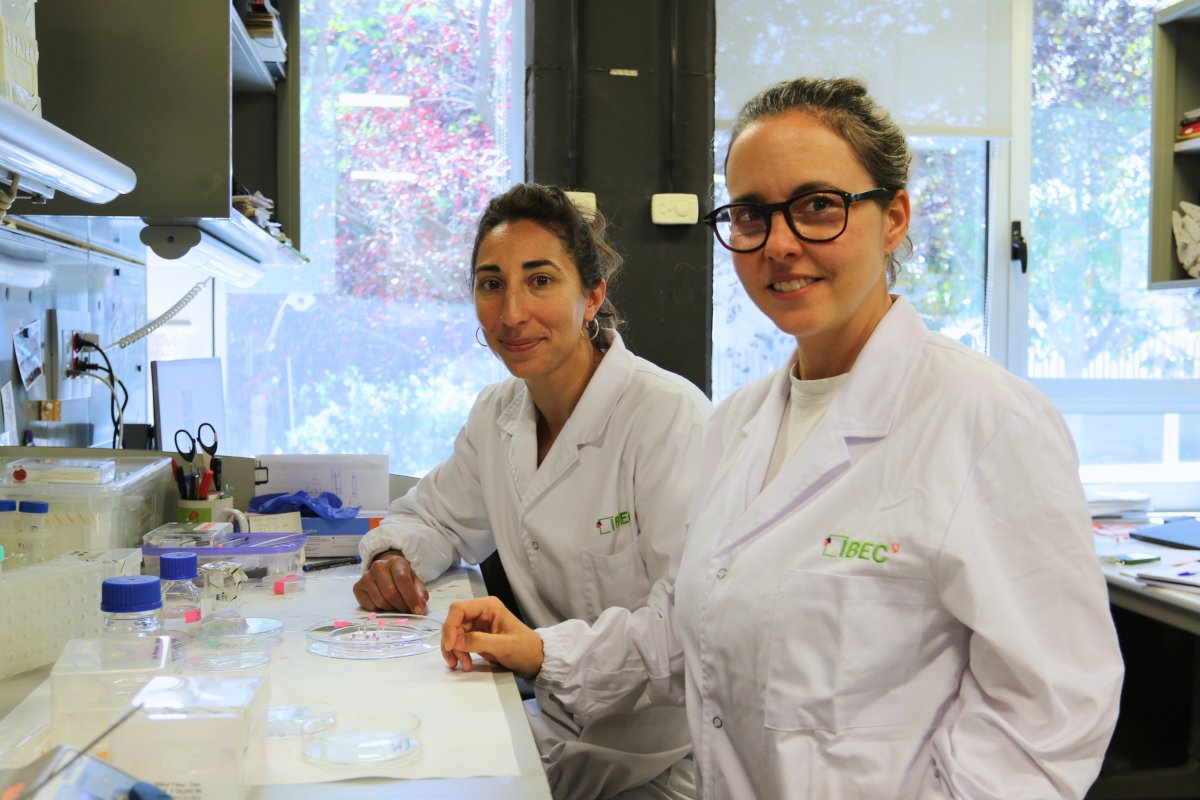 @imb_cnm @MartinezLabIBEC @NuriaTorrasA1 @M_GarciaDiaz ENG 🧫 #IBEC, in collaboration with @imb_cnm, has developed an advanced model of gut-on-chip. 🩺💊 The device is highly versatile and has potential applications in disease modelling and drug screening. 👉 ibecbarcelona.eu/3d-bioprinting…