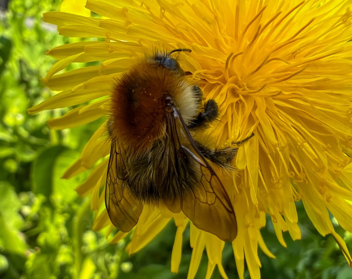 Kurze Pause...
#natur #nature #pflanzen #insekten #plant #naturfotografie #goodmorning #gutenmorgen #naturephotography #naturephoto #tiere #animals #insects #hummel #bumblebee #wildlife