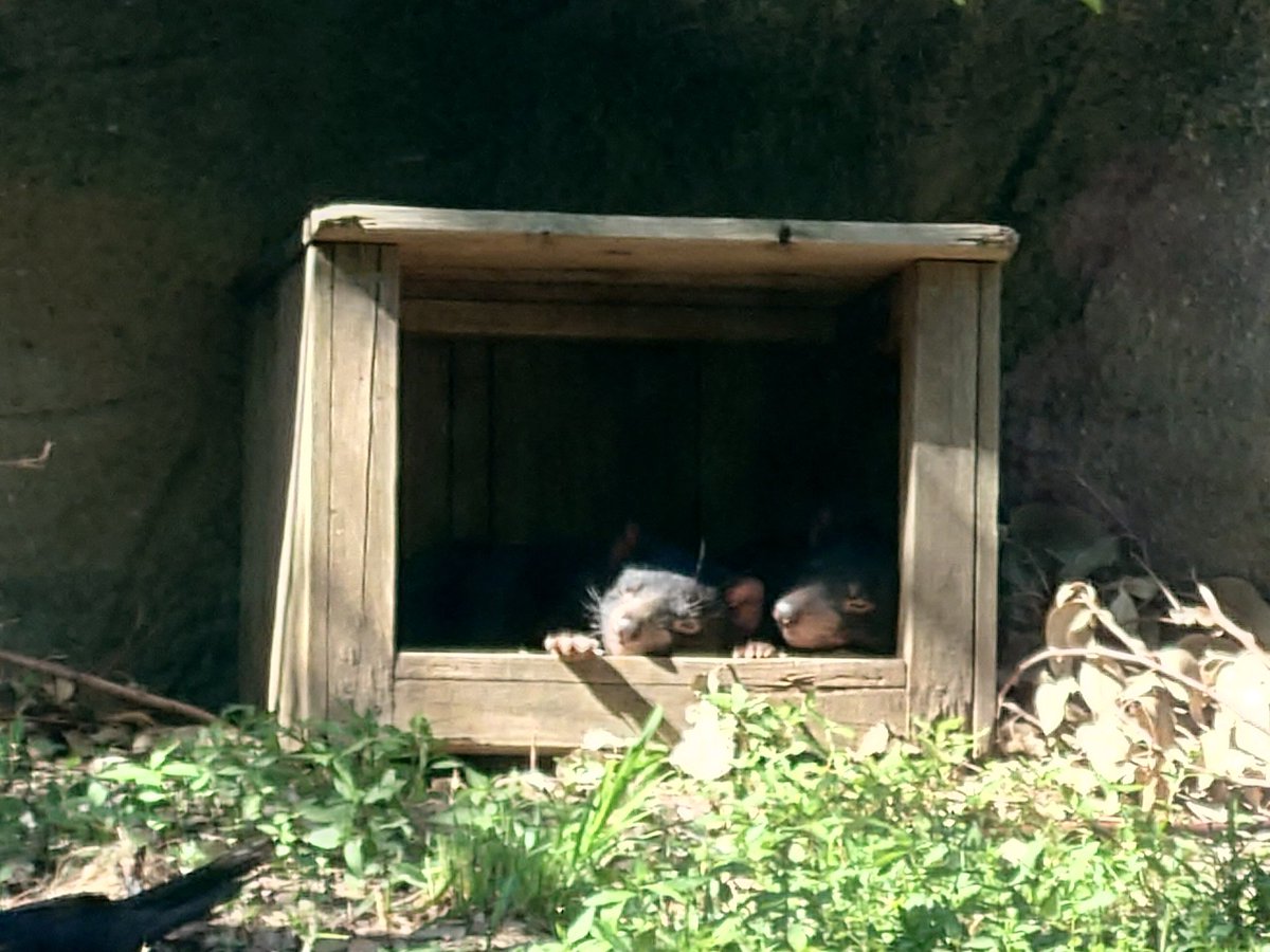 もちろんこの姉妹にも
#多摩動物園　#タスマニアデビル