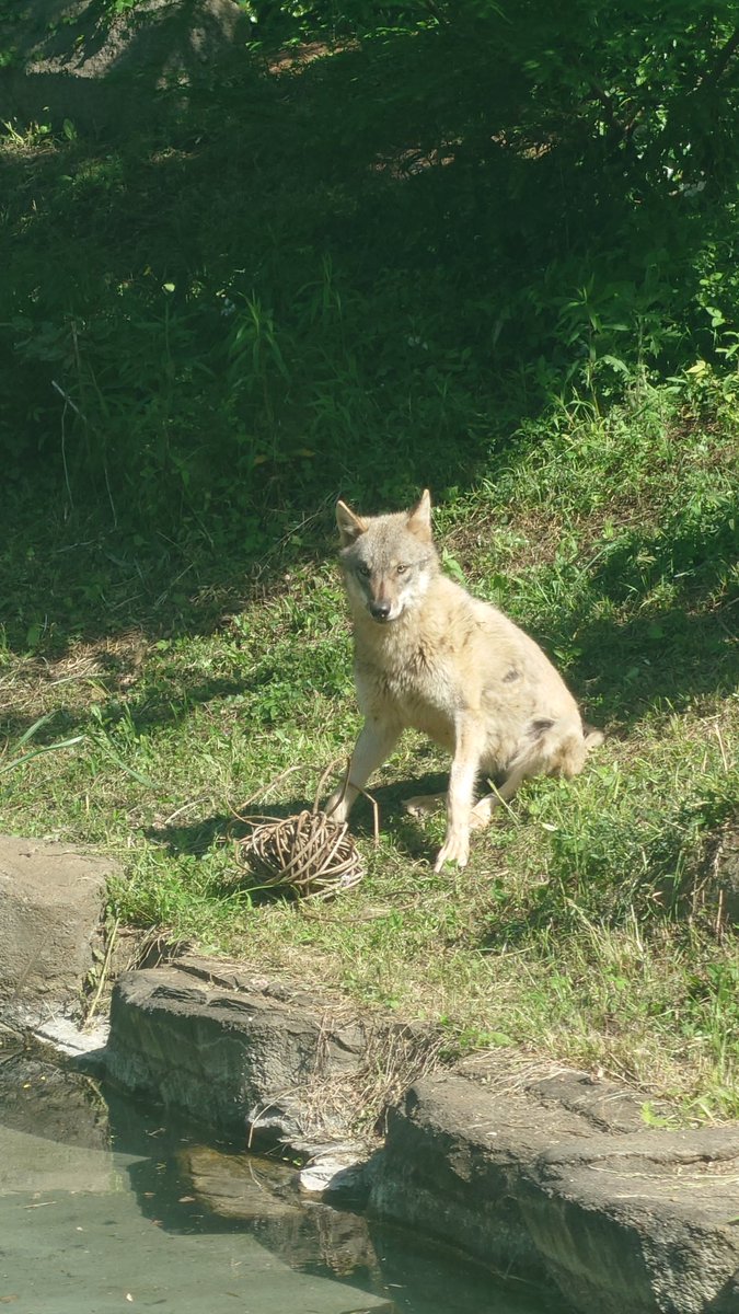 大好きになったスイちゃん
会いたいなぁ
#多摩動物園　＃タイリクオオカミ