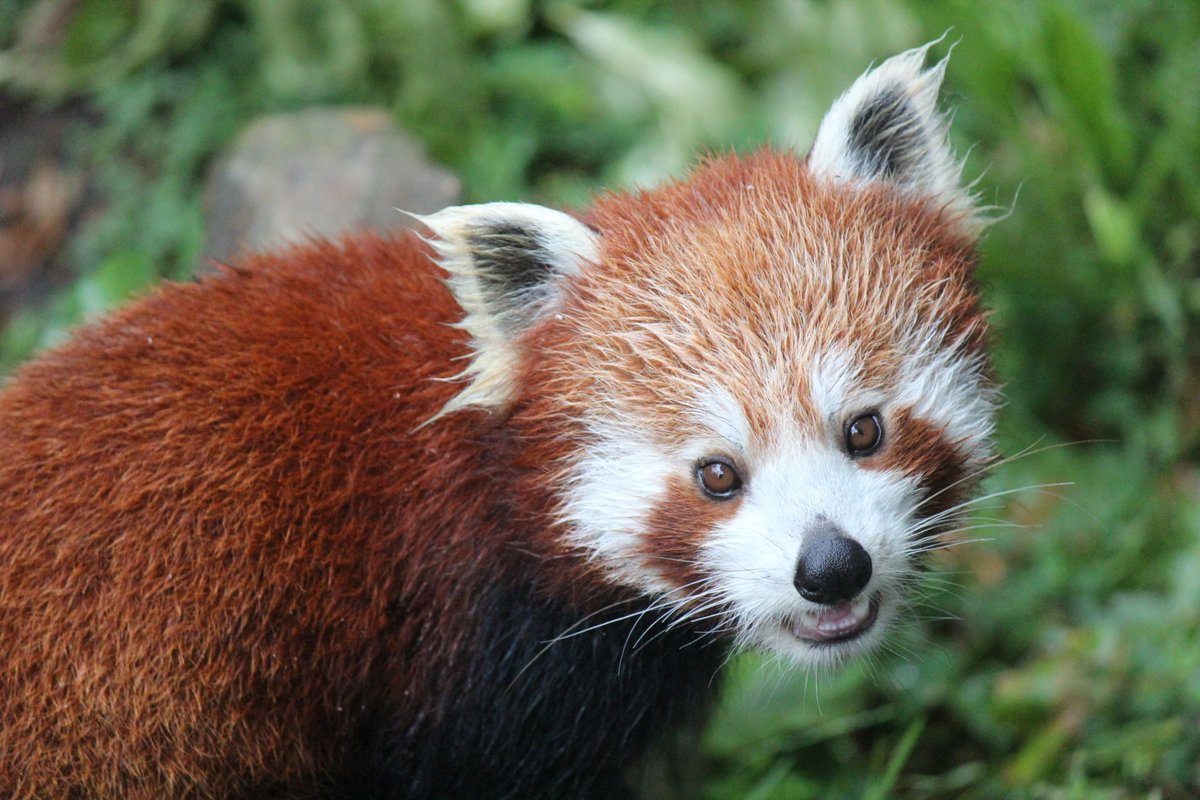 Red Panda Every Hour! (@RedPandaEveryHr) on Twitter photo 2024-05-27 05:46:49