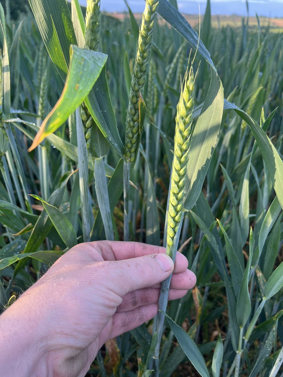 Pete Olds tweet media