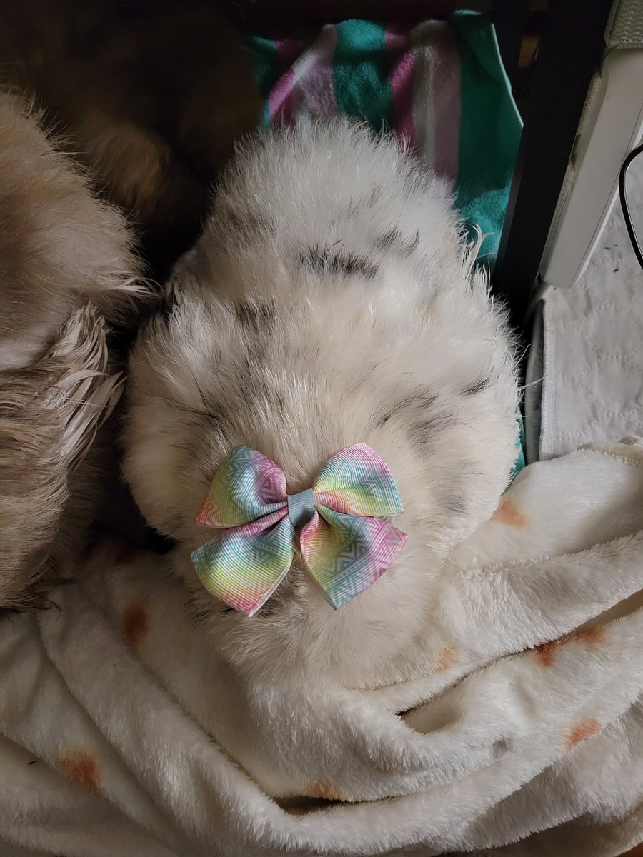 Suzy 🐓 tweet media